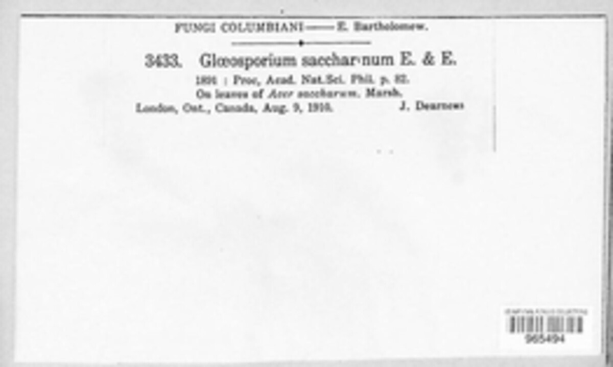 Gloeosporium saccharinum image